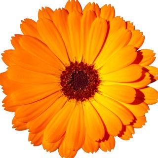 Calendula
